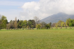 DSC_2656net